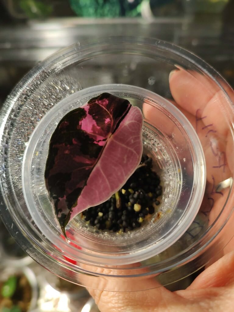 Pink Polly Alocasia