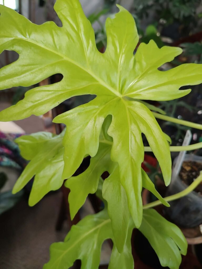 Philodendron warszewiczii