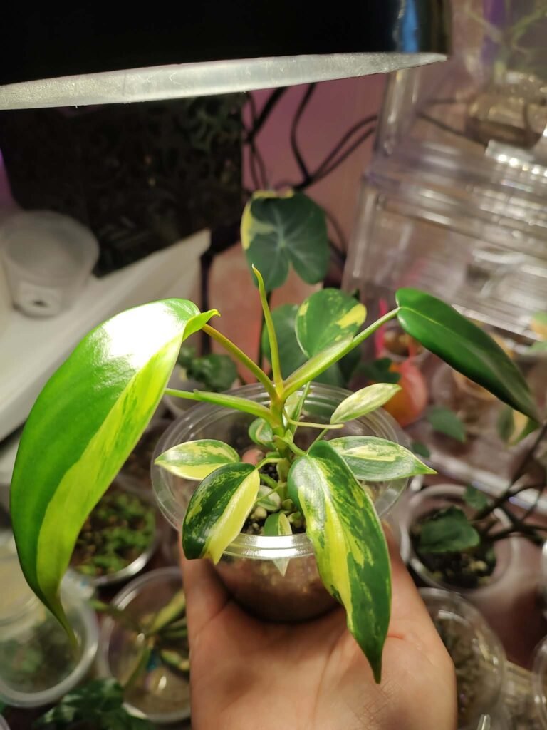 Variegated Florida Beauty 2