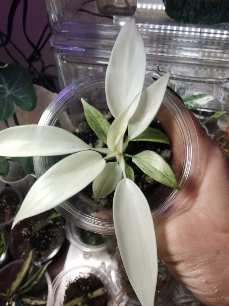 Flordia Ghost