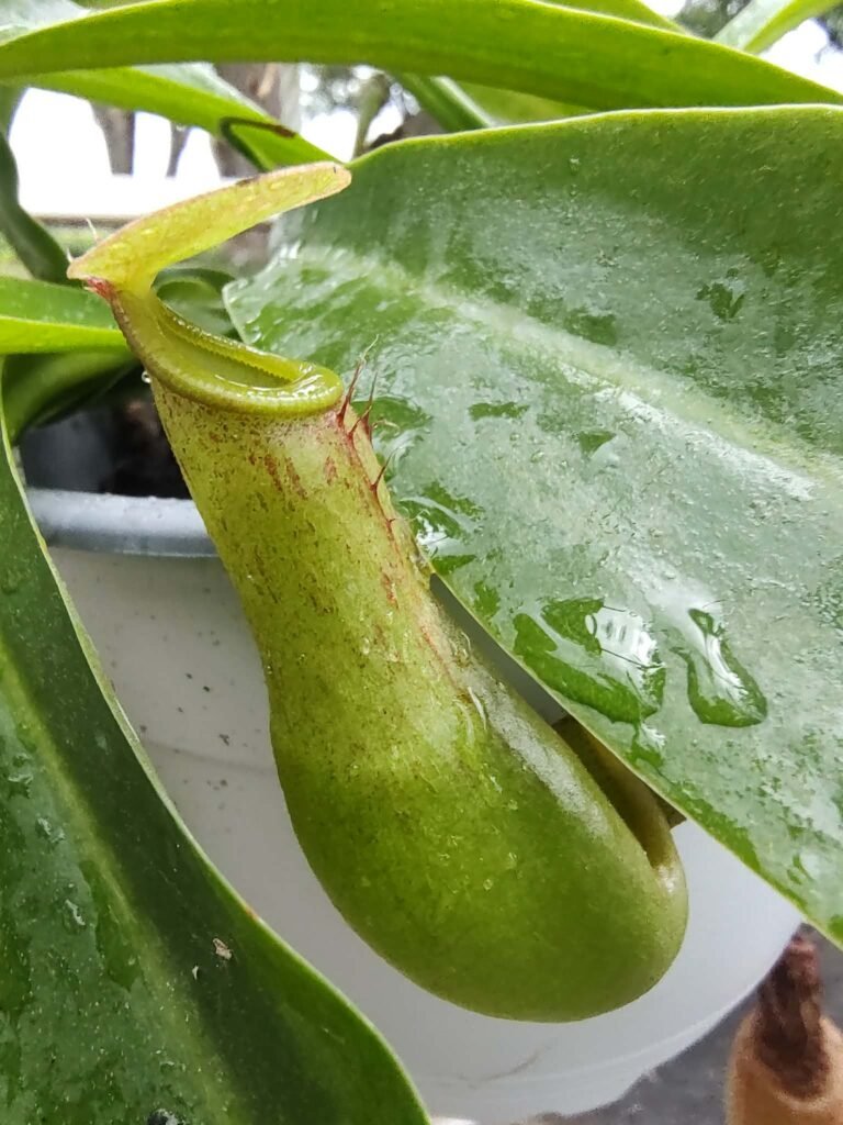 Pitcher Plant