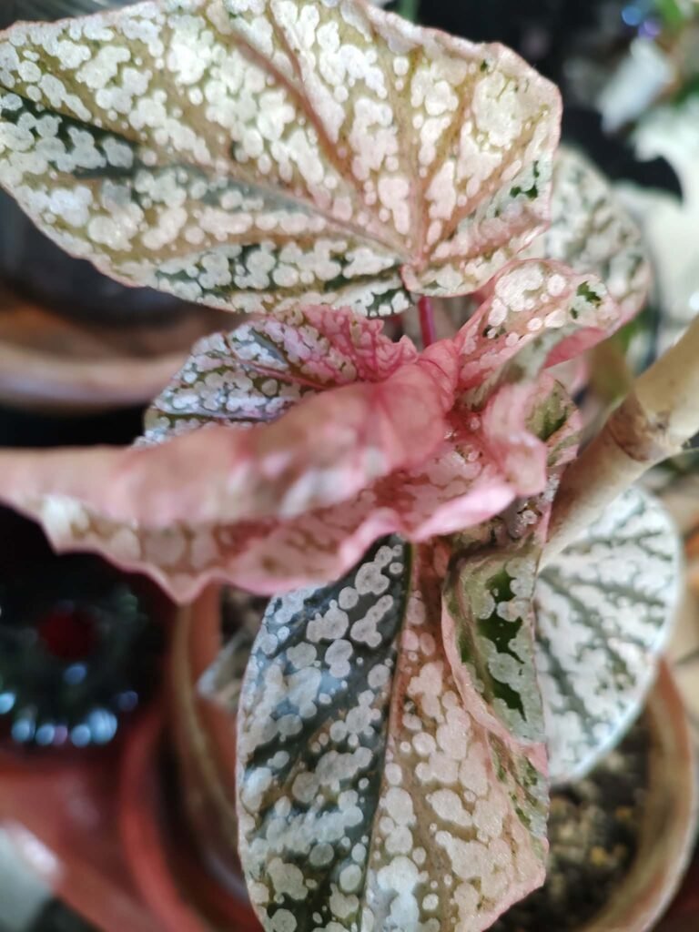 Snowcap Begonia