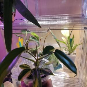 Plant