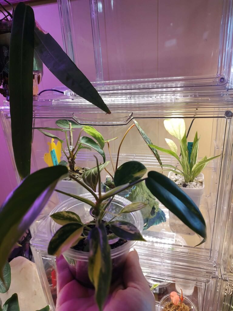 Variegated Florida Beauty